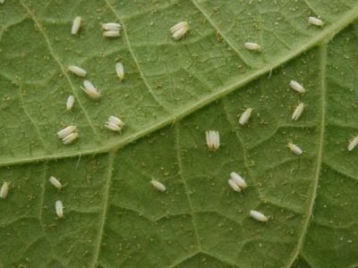 Infestação-de-mosca-branca-em-folha-de-feijão-Créditos-Sebastião-José-de-Araújo