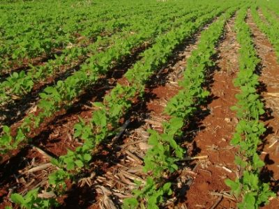 Lavoura com um bom controle de ervas daninhas