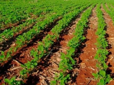 Lavoura com um bom controle de ervas daninhas