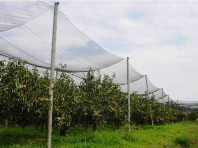 Foto-02-Manejo-de-solo-coberto-Crédito-Renato-Alves-Pereira