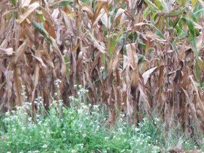 Foto-02-Milho-plantado-com-crotalária-Crédito-Miriam-Lins