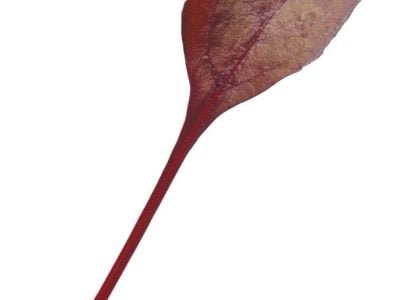 foglione brochure foglie