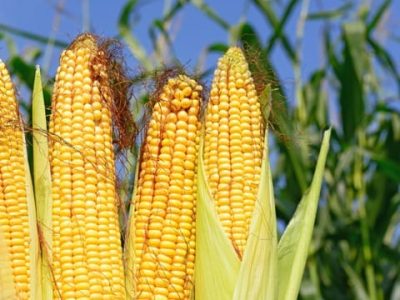 O Azospirillum tem mostrado resultados em produtividade no milho - Créditos Shutterstock