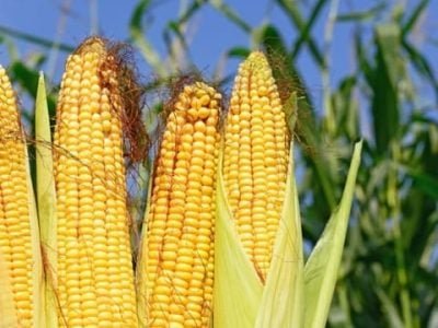 O Azospirillum tem mostrado resultados em produtividade no milho - Créditos Shutterstock