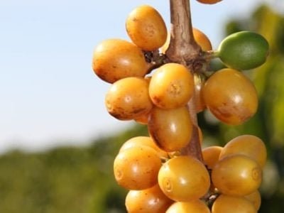 O café é uma das culturas mais beneficiadas pelas algas - Crédito Miriam Lins