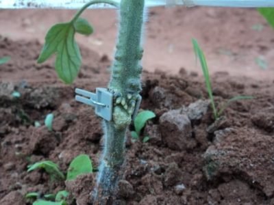 O clip fixa o enxerto no porta-enxerto - Crédito Edvar Silva