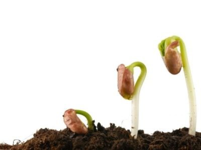 Foto-02-O-feijão-está-entre-as-culturas-bem-atendidas-pelo-controle-biológico-Créditos-Shutterstock-600x401