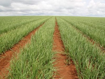 O manejo da lavoura pode influenciar na coloração da cebola - Crédito Luize Hess