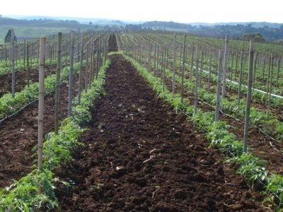 O manejo integrado tem se mostrado mais eficiente no controle de doenças do tomateiro - Crédito Clevison  Michelon