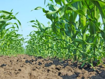 O primeiro passo para não errar na adubação é conhecer a fertilidade do solo - Fotos Shutterstock