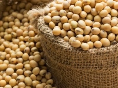 O sistema aumenta produtividade e lucratividade da soja - Crédito Shutterstock