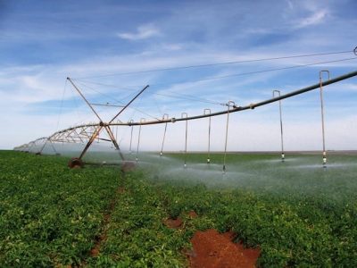 O tratamento com algas via raiz, por fertirrigação, pode ajudar a vida microbiana do solo - Crédito Ana Maria Diniz