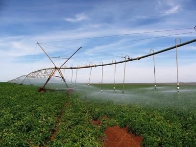 O tratamento com algas via raiz, por fertirrigação, pode ajudar a vida microbiana do solo - Crédito Ana Maria Diniz