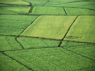 Foto-02-O-tratamento-diferenciado-de-cada-área-é-a-aplicação-do-conceito-de-Agricultura-de-Precisão-Crédito-Shutterstock