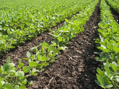 Os ácidos húmicos aumentam a velocidade de germinação e da brotação da soja - Crédito Shutterstock