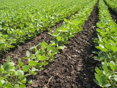 Os ácidos húmicos aumentam a velocidade de germinação e da brotação da soja - Crédito Shutterstock