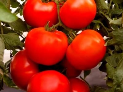Os ácidos húmicos beneficiaram o tomate em produtividade e qualidade - Crédito Luize Hess