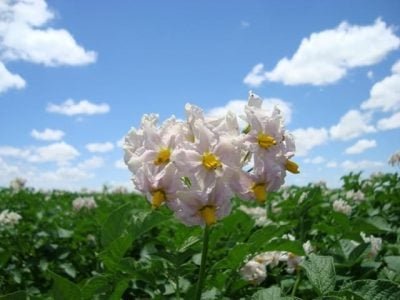Os aminoácidos auxiliarão as plantas na obtenção e acúmulo de energia - Crédito José Henrique Dotta