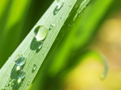 Os fertilizantes fluidos costumam ser adicionados Ã  água de irrigação - CréditoShutterstock