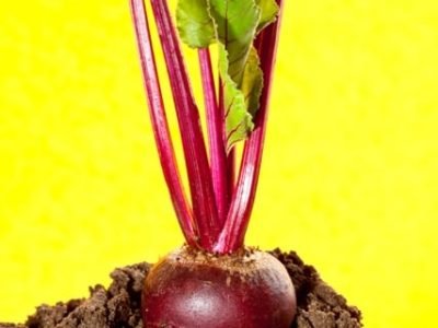 Os fertilizantes organominerais fornecem matéria orgânica para o solo - Créditos Shutterstock