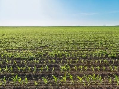 Os inoculantes podem ser utilizados sobre qualquer material de milho disponível no mercado - Créditos Shutterstock