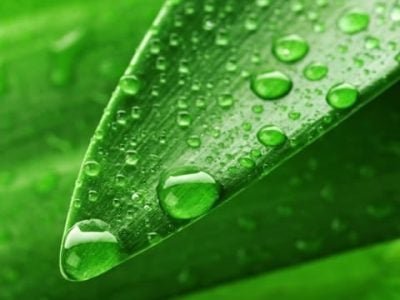 Perdas por escorrimento podem ser evitadas com os adjuvantes - Fotos Shutterstock