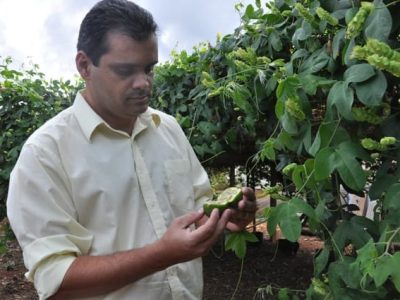 Pesquisadores preparam dez novos cultivares de maracujá