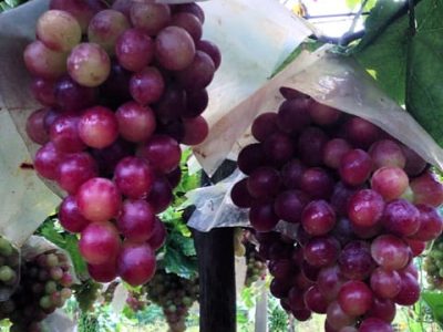 Ponto de colheita ideal da uva - Créditos Francisco Domingues Neto