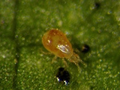 Predador Neoseiulus californicus - Crédito Promip