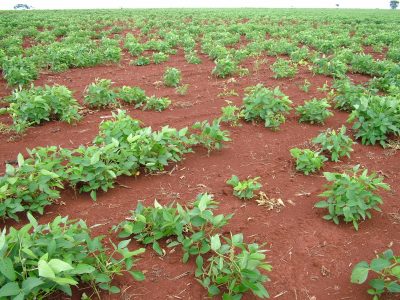 Prejuízos deixados pela lagarta elasmo - Crédito Roberto Zito