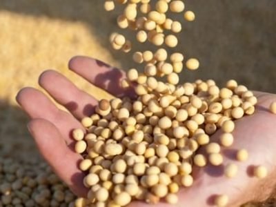 Produtores recebementre US$ 2 e US$ 3 o crédito, ou seja, em toneladas de soja certificada - Crédito Shutterstock