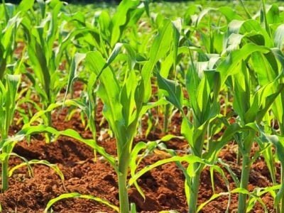 Recomenda-se plantar o milho-doce no espaçamento de 80 a 90 cm entre fileiras - CréditosShutterstock