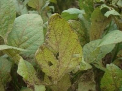 Foto-02-Sintomas-da-ferrugem-asiática-em-soja-Crédito-Cláudia-Godoy-300x225