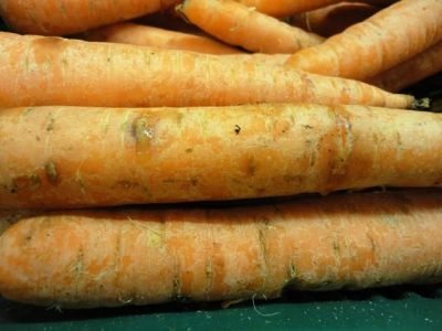 Sintomas de bacterioses em cenoura - Crédito Miriam