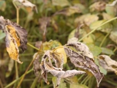 Sintomas de ferrugem asiática em folha de soja - Crédito Ana Maria Diniz