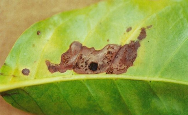 Sintomas do bicho-mineiro na folha do cafeeiro - Crédito Paulo Rebelles