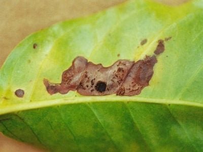Sintomas do bicho-mineiro na folha do cafeeiro - Crédito Paulo Rebelles