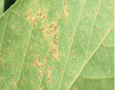 Sintomas iniciais de ferrugem na soja - Crédito Jorge Jacob