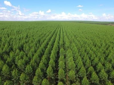 Solos bem nutridos e corrigidos resultam em florestas mais saudáveis - Créditos Shutterstock