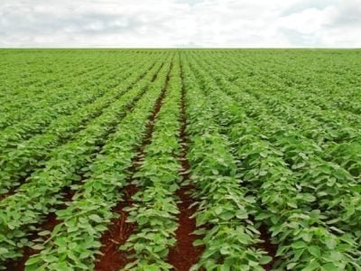 Tecnologias-desenvolvidas-pela-Embrapa-elevam-o-nível-de-controle-de-pragas-e-doenças-Crédito-DuPont