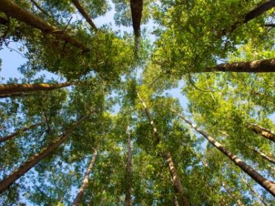 Eucalyptus,Plantation,On,A,Farm,In,Mato,Grosso,Do,Sul,