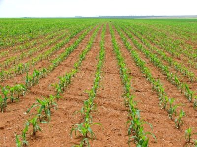 Todas as culturas são beneficiadas pelo uso de fertilizantes organominerais - Crédito Ana Maria Diniz