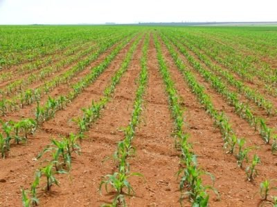 Todas as culturas são beneficiadas pelo uso de fertilizantes organominerais - Crédito Ana Maria Diniz