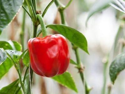 Um dos principais problemas observados nesta cultura é a incidência de doenças durante todo o ciclo - Créditos Shutterstock