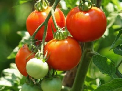 cultivos de tomate de mesa têm tido rendimento de 250 até 600 caixas por mil plantas - Créditos Shutterstock