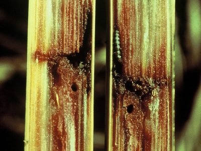 Cana - Crédito: José Francisco Garcia