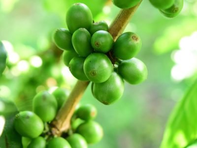 Café -  Crédito: Shutterstock