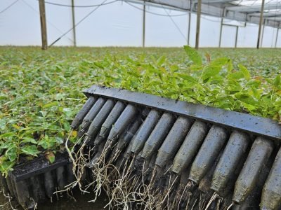 Mudas florestais com raízes vigorosas cultivadas em substrato Jiffy
