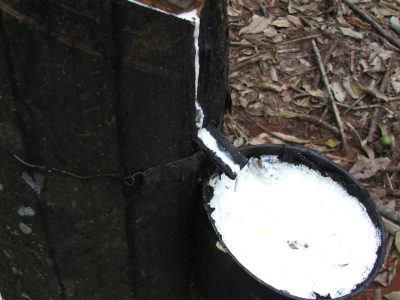 Seringueira - Crédito: Miriam Lins