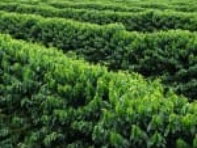 A palha de café, utilizada de forma correta, apresentou acréscimo de produtividade de 20% - CréditoIvanir Maia